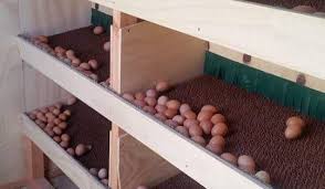 Egg Roll Out Nesting Box Egg Catcher Egg Trap Egg Eating Backyard Chickens Chicken Nesting Boxes Chicken Barn Backyard Chicken Coop Plans