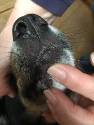 Dornartiger Auswuchs Warze Der Hund