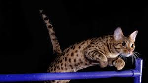 To display a different month, simply click on the month and year desired. Fort Myers Cat Show Returns With More Running Jumping Competing Cats