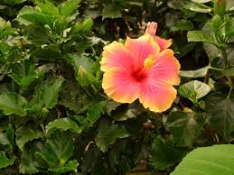 Flor de calabaza, champiñón y queso. Hibiscus Malvaceae Como Curar Y Cultivar Las Plantas De Hibisco