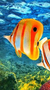Dentist04 Tropical Fish Sea And Ocean Tropical Fish Underwater Life