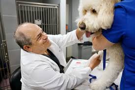 Pet animal hospital and research institute. Vets And Staff Enjoy Lots Of Job Prospects But The Work Can Be Hard