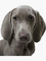 Serious Look Weimaraner Puppy Face Front Sticker By Andapart Weimaraner Puppy Puppy Face Weimaraner
