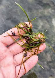 Image result for Zosteraceae