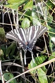 Black And White Striped Butterfly Uk Zebra Swallowtail Zebras Zebra Swallowtail
