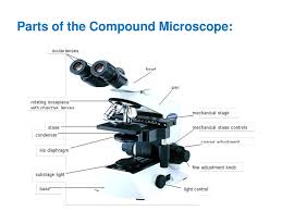 Working together with the condenser, the iris diaphragm controls the focus and quantity of light provided to the specimen. The Compound Microscope Ppt Download
