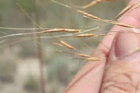 Image result for Loudetia simplex