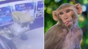 Je älter sie jedoch werden, desto problematischer wird der umgang mit den wilden hausgenossen. Tiervideo Frecher Affe Zerstort Geldautomaten Stern De
