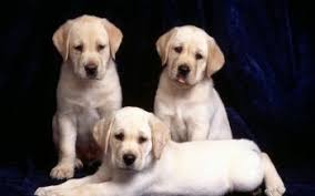 A a's amd amd's aol aol's aws aws's aachen aachen's aaliyah aaliyah's aaron aaron's abbas abbas's abbasid abbasid's abbott abbott's abby abby's abdul abdul's abe abe's abel abel's 220 Labrador Retriever Hd Wallpapers Background Images