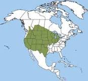 Image result for badger