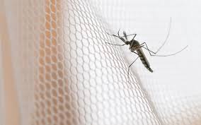 5 restoration of mosquito nets. How To Make A Mosquito Net At Home Zameen Blog