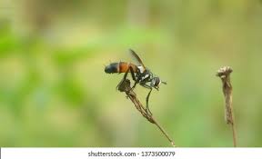 Image result for Pterygota