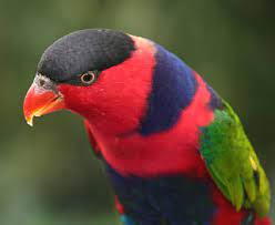 Burung lovebird dan paruh bengkok. Cari Tahu Apa Ciri Dan Karakter Burung Nuri Irian Nuri Kepala Hitam