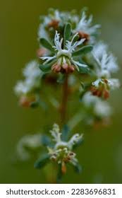 Image result for Resedaceae