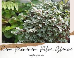 This overview by josh's frogs explains the in and outs of the most common types of tropical vivarium plants. Rumah Bunga Neisha