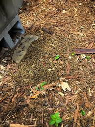 The honey bees can contract nosema by feeding each other or by cleaning the fecal deposits in the hive. Assessing A Pile Of Dead Bees What Happened Honey Bee Suite