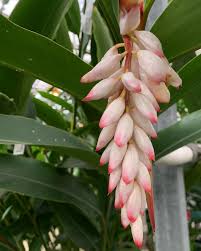 Image result for Zingiberaceae