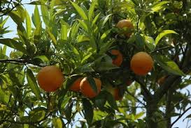 Clementinier Plantation Entretien Taille Et Recolte