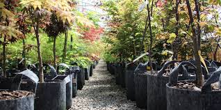 Kits jardinage, pots, accessoires et sachets de graines bio. 8 Bonnes Raisons D Utiliser Des Pots Geotextiles Blog Jardin