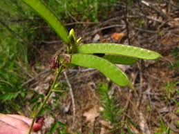 Image result for Tephrosia polystachya