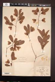 Image result for Hymenocardia acida