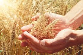 Resultado de imagem para trigo