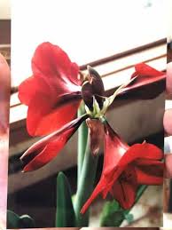 Check spelling or type a new query. Amaryllis Secrets What To Do With Amaryllis After Blooming
