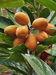 Image result for Pittosporum fulvotomentosum