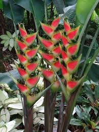 Fleurs De Balisier Guadeloupe Fleurs Guadeloupe Fleurs Et Fruits Fleurs Tropicales