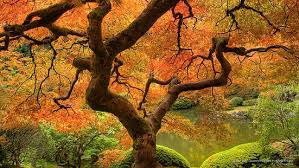 Volcano sparks oregon top hd wallpaper. Kostenfreier Download Ahornbaum Japanischer Garten Portland Oregon Fall Bildschirmhintergrund Wallpaperbetter