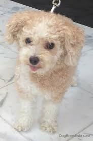Portrait of black dog royal poodle with tongue out. Toy Poodle Dog Breed Information And Pictures 1