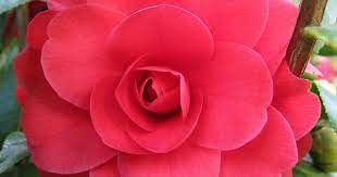 Rosy Red Camellia 2 Pretty Flowers Camellia Flower Beautiful Flower Arrangements