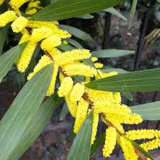 Acacia Longifolia Plants Candy Flowers Flowers
