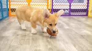 Check out our merle corgi selection for the very best in unique or custom, handmade pieces from our ornaments shops. Visit Our Pembroke Welsh Corgi Puppies For Sale Near Miami Florida