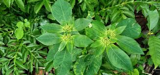 Image result for Euphorbia heterophylla