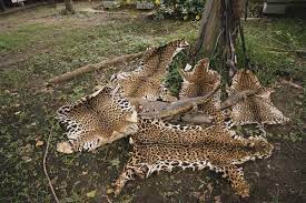 We did not find results for: Where Jaguars Are Killed New Common Factor Emerges Chinese Investment The New York Times