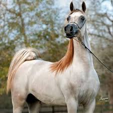الخيل On Instagram الكويت للخيل مربط فرسان الصحراء ضحك السعودية قصيد خيل فرس شعر خواطر فيديو وناسه تصاميم اب Horses Arabian Horse Arabians