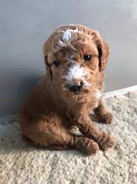 Walter 3 Week Old Micro Mini F1b Irish Doodle Irish Doodle Puppies Dogs