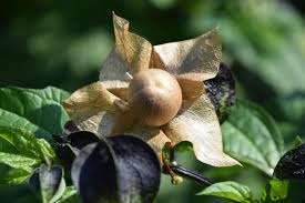 Image result for Nicandra