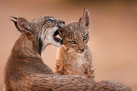I named him geralt after geralt of rivia from the witcher. Iberian Lynx Recovery Highlights Importance Of Eu Nature Legislation Wwf