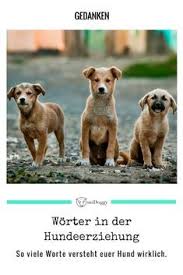 Wortschatz Wie Viel Worter Versteht Dein Hund Midoggy Community Hunde Hundebedarf Hund Funnies