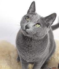 We did not find results for: These Breeds Are Recommended For Those With Cat Allergies Russian Blue Russianbluecat Cat Breeds Hypoallergenic Hypoallergenic Cats Cat Breeds