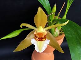 Image result for Oeceoclades saundersiana