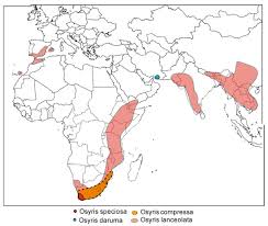 Image result for Osyris compressa