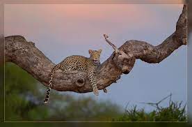 High And Mighty Wild Animals Photography Amazing Animal Photography Animal Photography