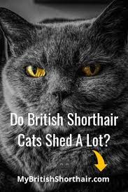 All hairless types of cats need extra care, as in the summer, they can burn quickly, and don't retain heat in colder temperatures, either most other cats do. Pin On British Shorthair
