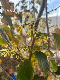 Image result for Hamamelis mollisi