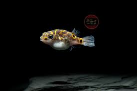 It is known from the lower reaches of the mekong. Kugelfische Zierfische Berlin