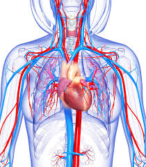 Circulatory System Healthdirect