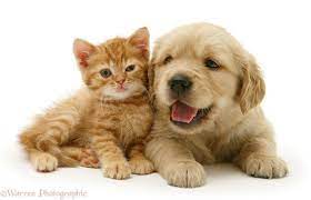 With tenor, maker of gif keyboard, add popular cute baby kittens and puppies animated gifs to your conversations. Delightful Picture Of Golden Retriever Puppy And Ginger Kitten Together Cute Puppies And Kittens Kitten Photos Super Cute Puppies